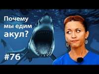 Почему мы едим акул?