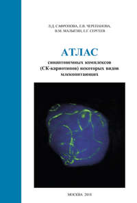 Атлас синаптонемных комплексов (СК-кариотипов) некоторых видов млекопитающих