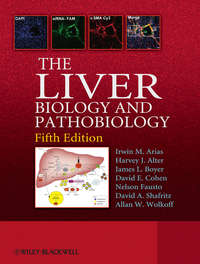 The Liver