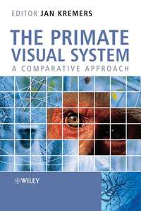 The Primate Visual System