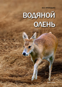 Водяной олень (Hydropotes inermis)