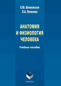 Анатомия и физиология человека